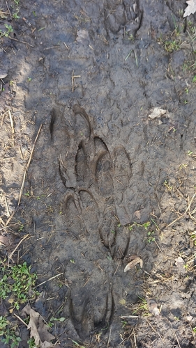 Wild Boar
