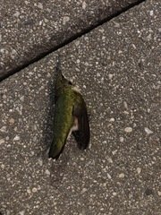 Archilochus colubris