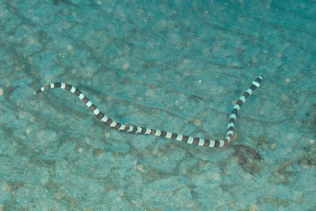 Banded Snake Eel (Myrichthys colubrinus)