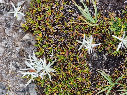 White Billy-buttons (Craspedia alba)