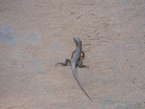 Black-lined Plated Lizard, Gerrhosaurus intermedius