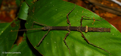 Lobolibethra