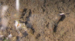 Ampullaceana balthica