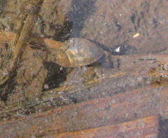 Ampullaceana balthica