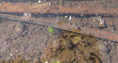 Ampullaceana balthica