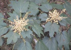 Oreopanax fulvus