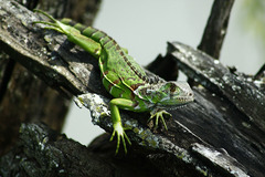 Iguana iguana