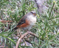 Microspingus cabanisi