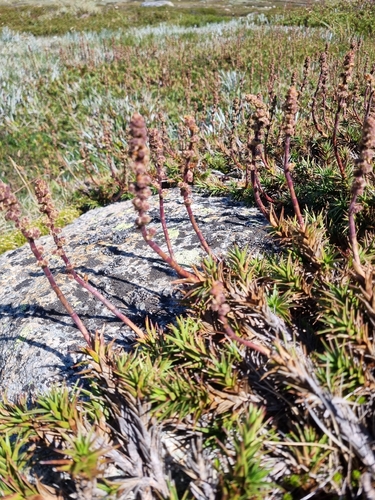 candle heath (Richea continentis)