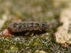 Isotomurus maculatus
