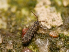Isotomurus maculatus