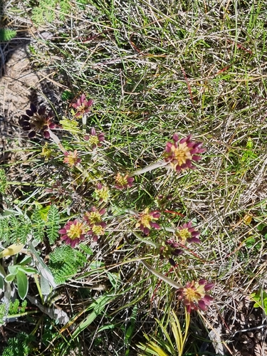 Chaerophyllum eriopodum