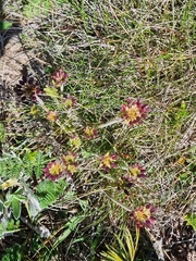 Chaerophyllum eriopodum