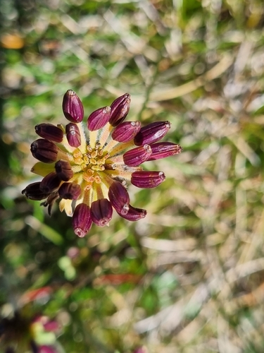 Chaerophyllum eriopodum, photograph 2