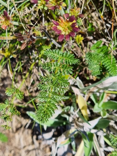 Chaerophyllum eriopodum, photograph 3