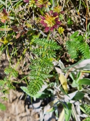 Chaerophyllum eriopodum, photograph (c) Elizabeth Meier, some rights reserved (CC BY)