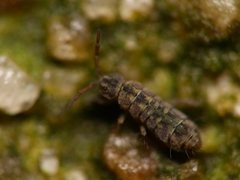 Isotomurus maculatus