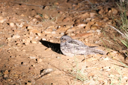 Rufous-cheeked Nightjar (Caprimulgus rufigena), photo 5