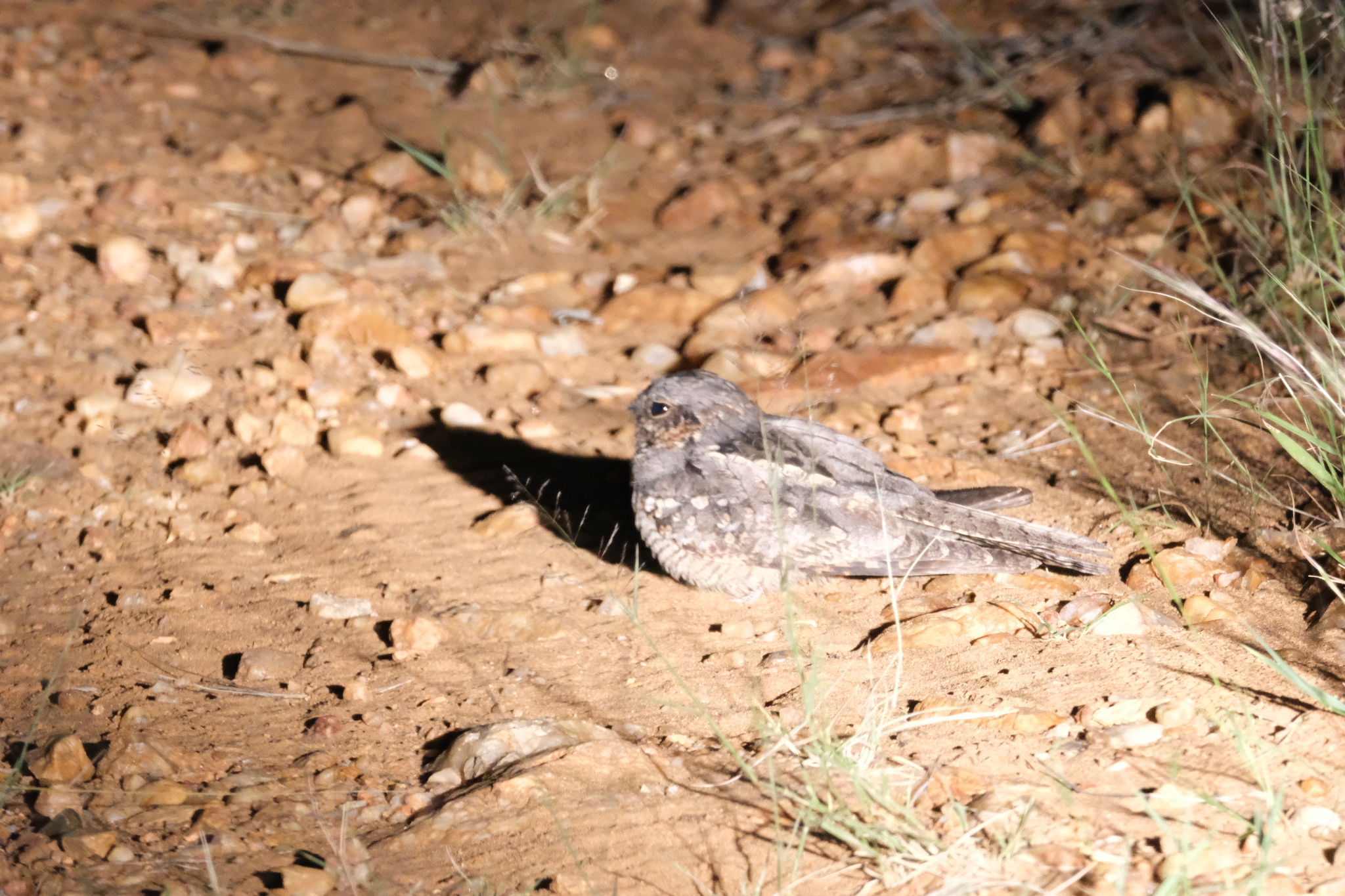 Rufous-cheeked Nightjar (Caprimulgus rufigena), photo 6