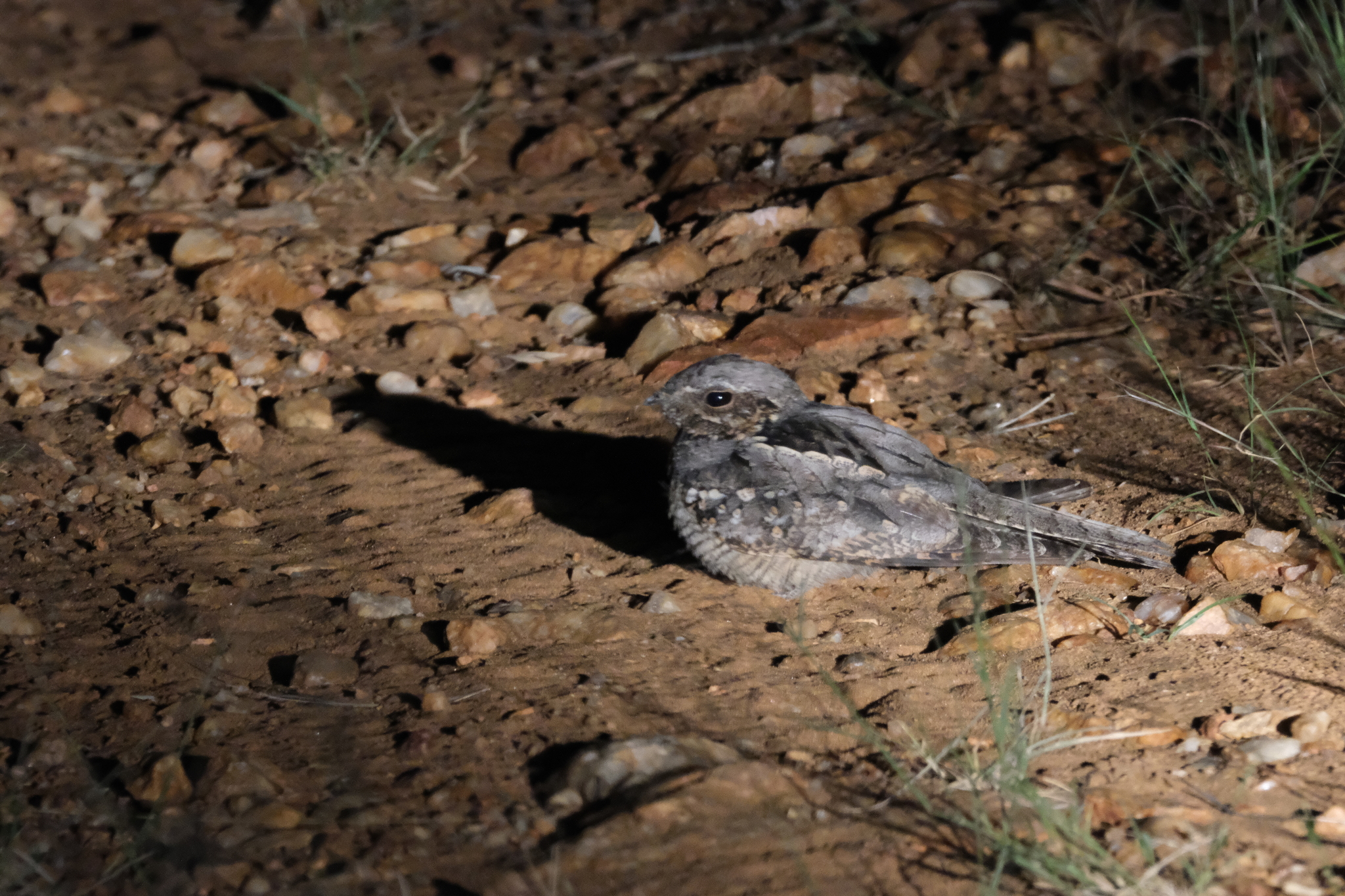 Rufous-cheeked Nightjar (Caprimulgus rufigena), photo 8