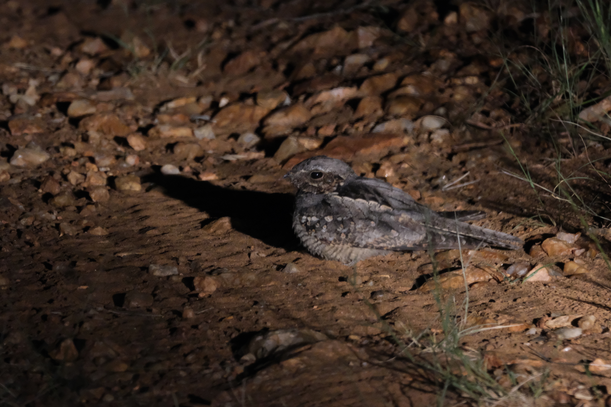 Rufous-cheeked Nightjar (Caprimulgus rufigena), photo 7