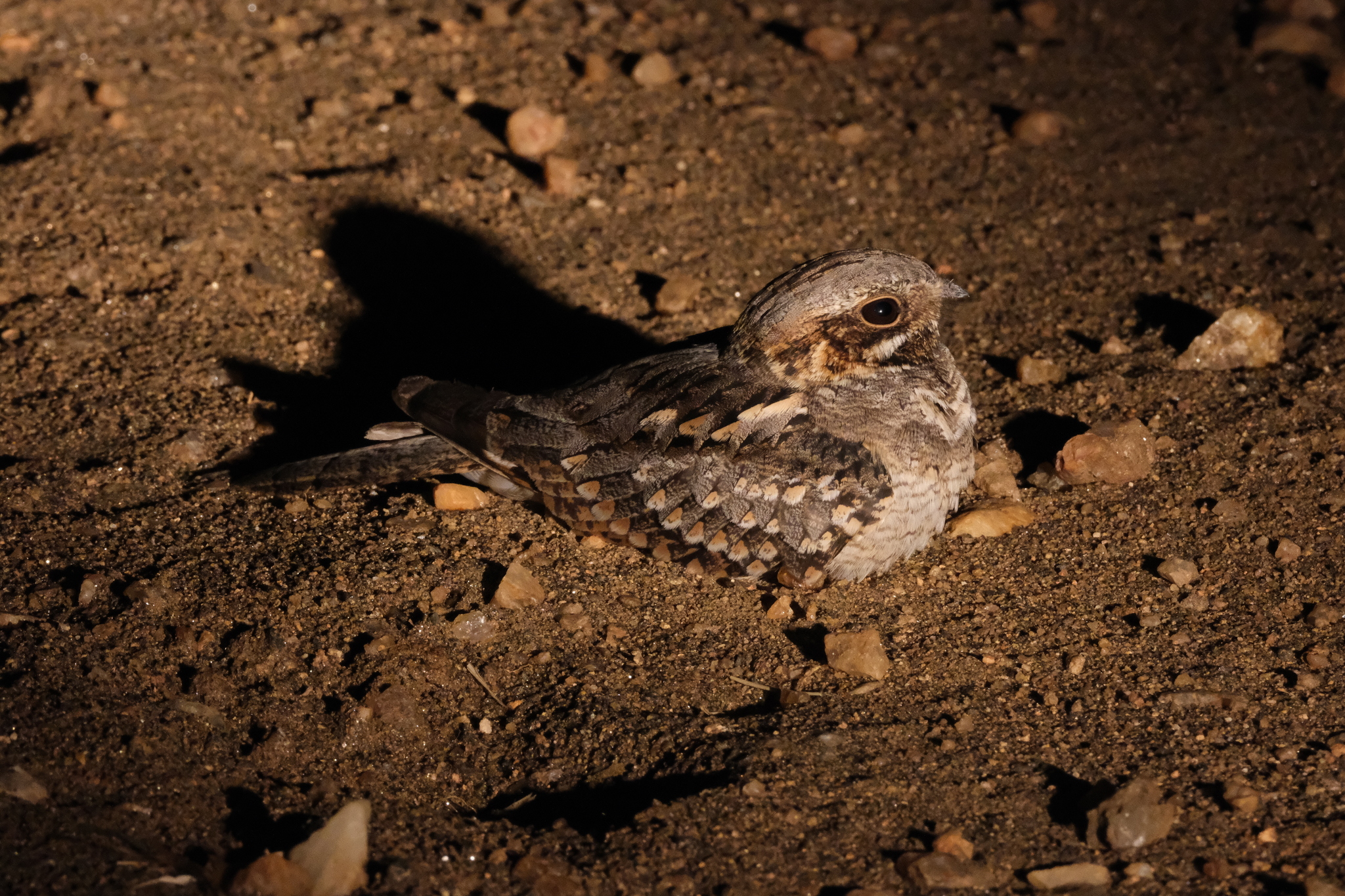 Rufous-cheeked Nightjar (Caprimulgus rufigena), photo 9