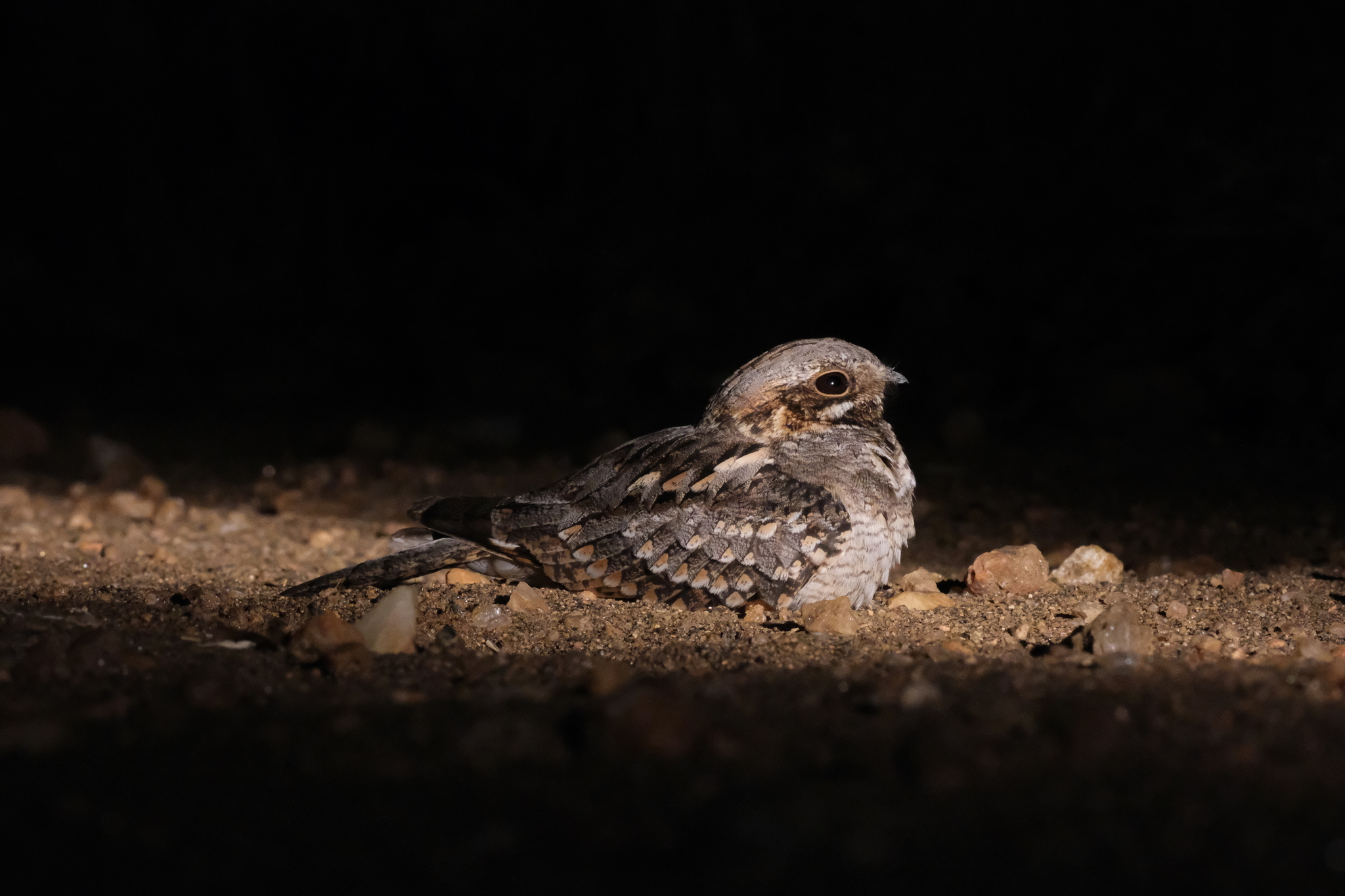 Rufous-cheeked Nightjar (Caprimulgus rufigena), photo 10