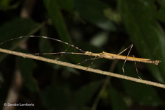 Pseudophasma blanchardi