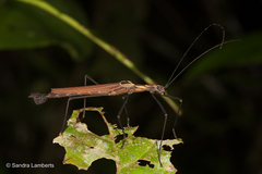 Pseudophasma scabriusculum