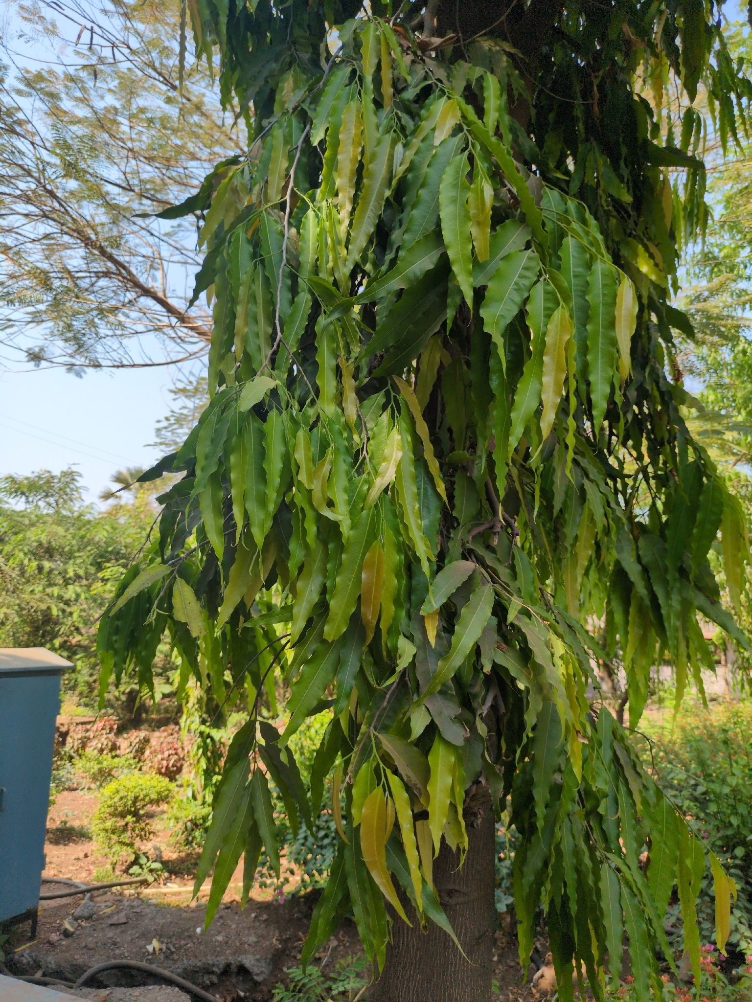 Indian Mast Tree (Polyalthia longifolia)