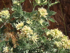 Anthyllis barba-jovis