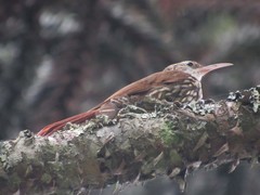 Lepidocolaptes falcinellus