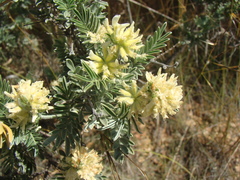 Anthyllis barba-jovis