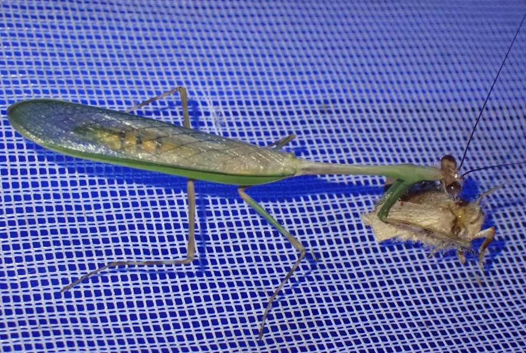 Chopardiella latipennis