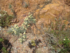 Anthyllis barba-jovis