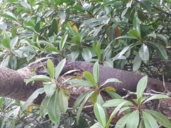 Varanus salvator salvator