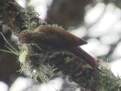 Lepidocolaptes falcinellus