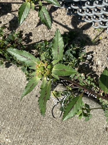 David's spurge (Euphorbia davidii)