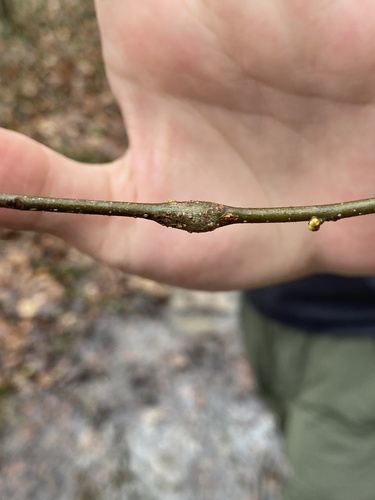 Unknown species found near Hamilton County, US-OH, US