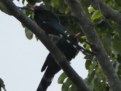Phoeniculus purpureus angolensis