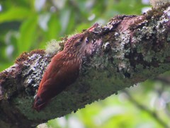 Lepidocolaptes falcinellus