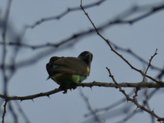 Poicephalus meyeri transvaalensis