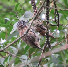 Picumnus nebulosus