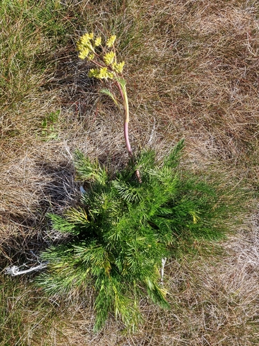 mountain celery (Aciphylla glacialis)