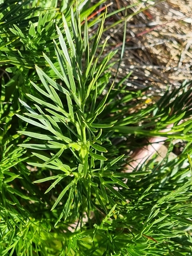 Aciphylla glacialis, photograph 5