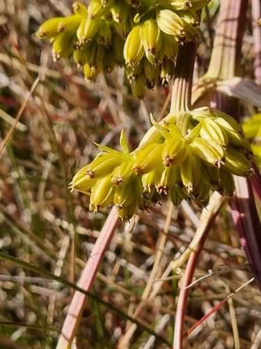 Aciphylla glacialis, photograph 6