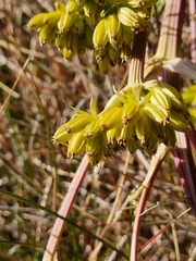 Aciphylla glacialis, photograph (c) Elizabeth Meier, some rights reserved (CC BY)