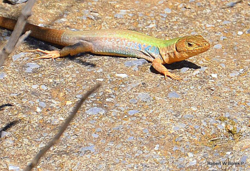 Peloponnese Wall Lizard, photo 7 of 9