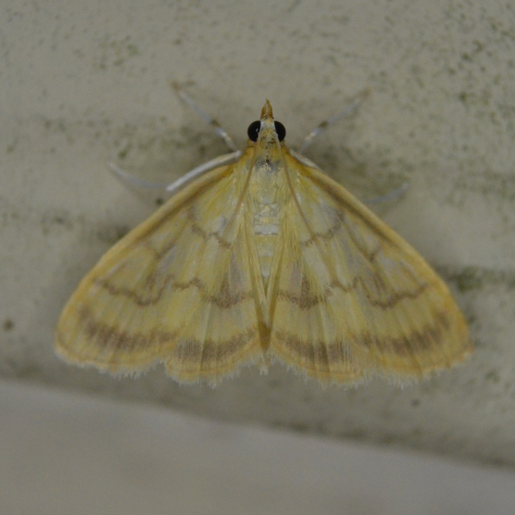 Pale-winged Crocidophora Moth