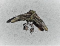 Erastroides emarginata